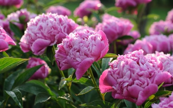 Earth Peony Flowers Nature Flower Pink Flower HD Wallpaper | Background Image