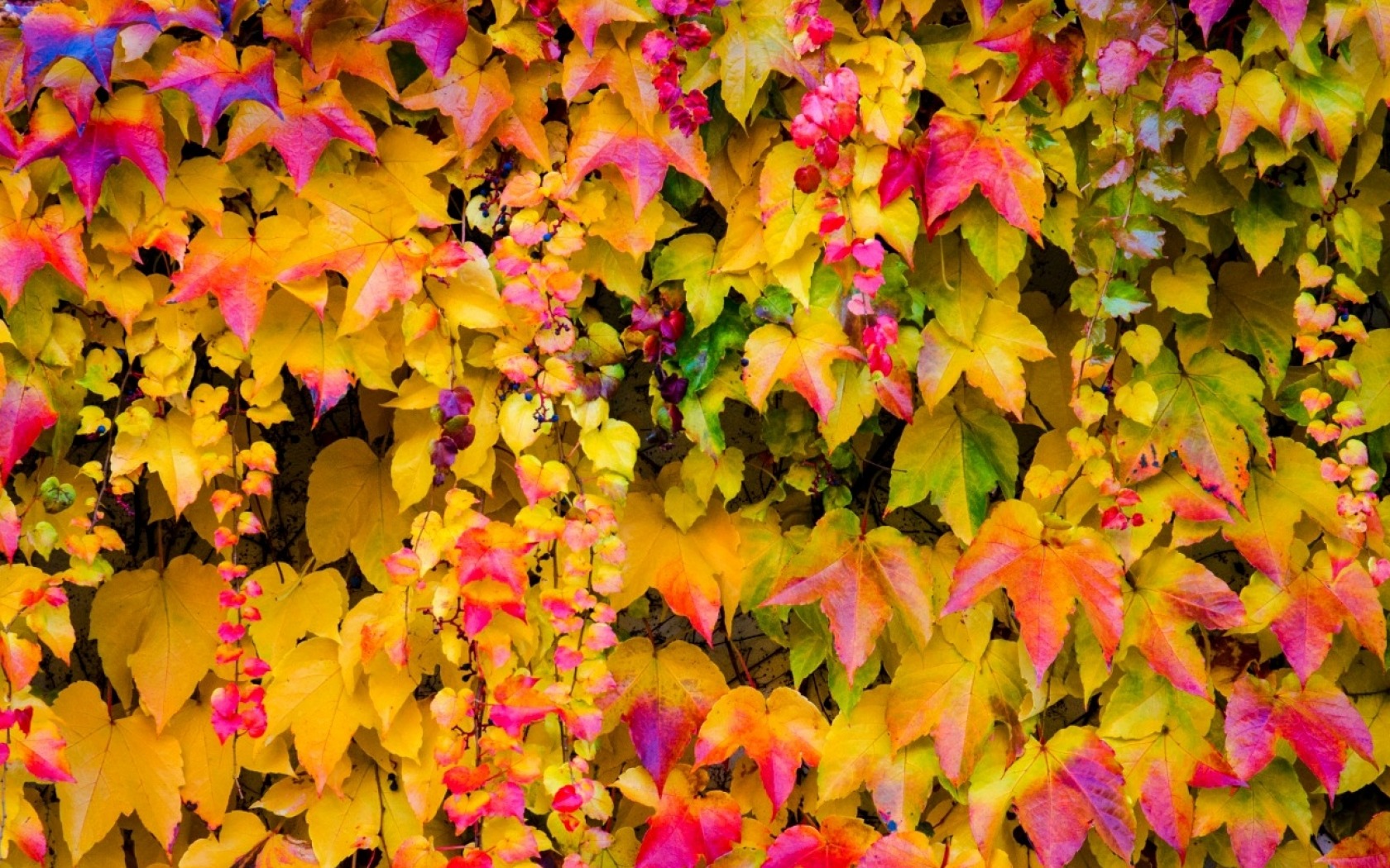 Nature Leaf HD Wallpaper | Background Image