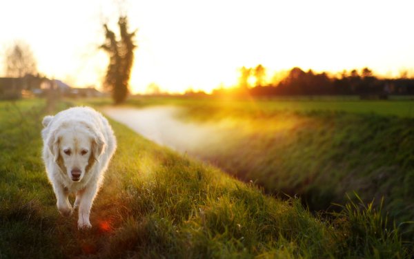 Animal Golden Retriever Dogs Dog Grass Sunny Depth Of Field HD Wallpaper | Background Image