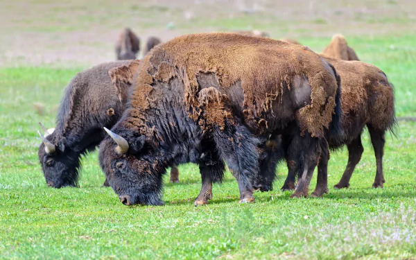 2K Quad HD PC wallpaper of American bison grazing on green grass, a close herd of shaggy brown adults feeding in a meadow.