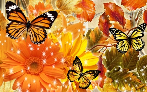Artistic Fall Flower Butterfly orange Yellow HD Wallpaper | Background Image
