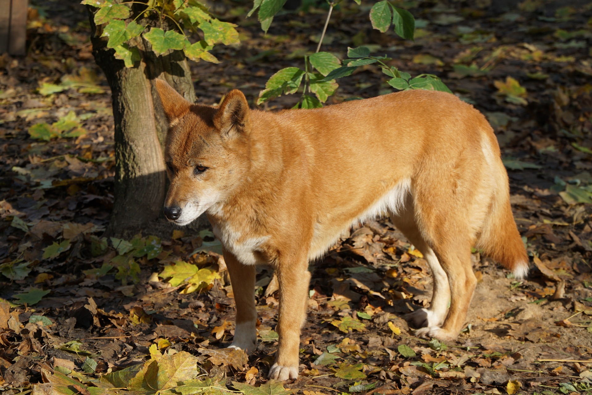Animal Dingo HD Wallpaper | Background Image