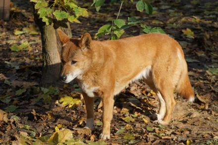 HD desktop wallpaper of an Australian wild dog, a dingo, standing on autumn leaves in a natural setting.