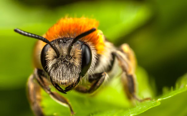 macro insect Animal bee HD Desktop Wallpaper | Background Image