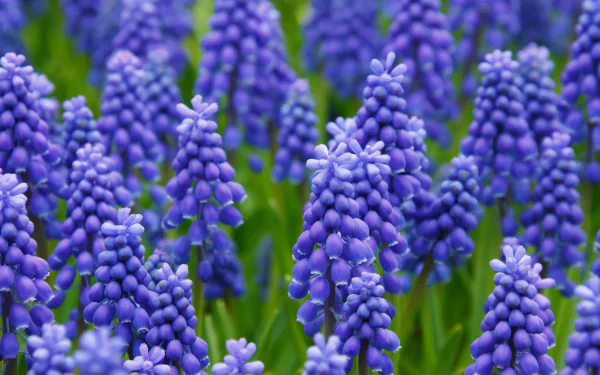 nature purple flower flower hyacinth HD Desktop Wallpaper | Background Image