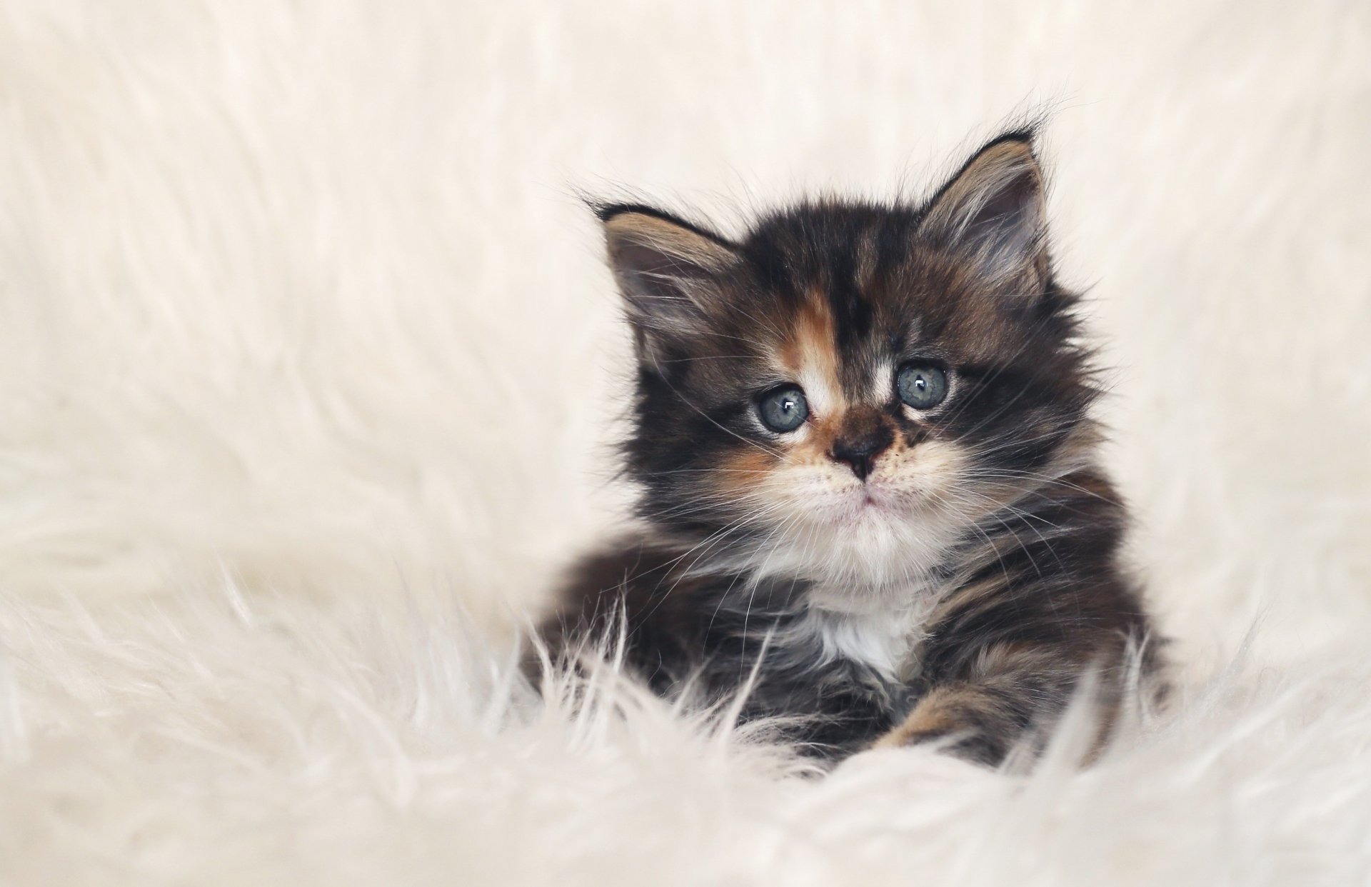 A cute, fluffy kitten sits on a plush, white surface, making an adorable HD desktop wallpaper and background.