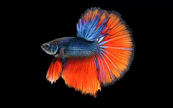 Wallpaper deals fighter fish