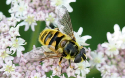 HD PC desktop wallpaper: yellow-and-black hoverfly on a cluster of delicate white and pale-pink flowers, soft green blurred background.
