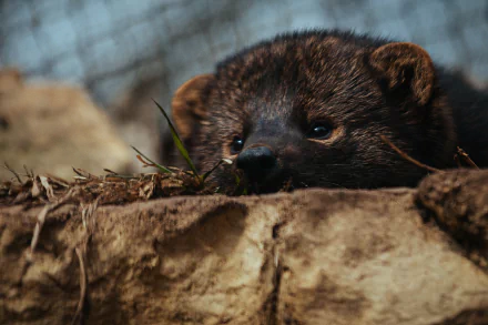 Animal marten HD Desktop Wallpaper | Background Image