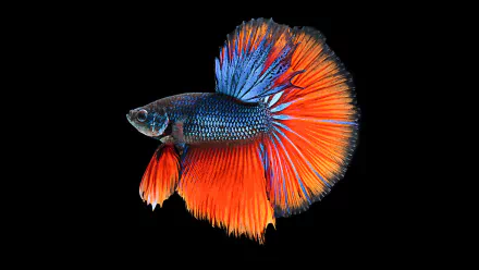 HD desktop wallpaper of a vibrant Siamese fighting fish (betta) showcasing its striking blue and orange fins against a black background.