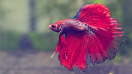 HD desktop wallpaper of a vibrant red Siamese fighting fish, showcasing its striking betta fins against a blurred natural background.