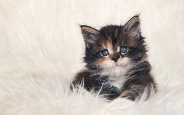 Animal Cat Cats Kitten Fluffy Cute HD Wallpaper | Background Image
