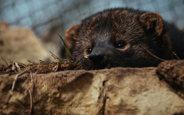 Animal marten HD Desktop Wallpaper | Background Image