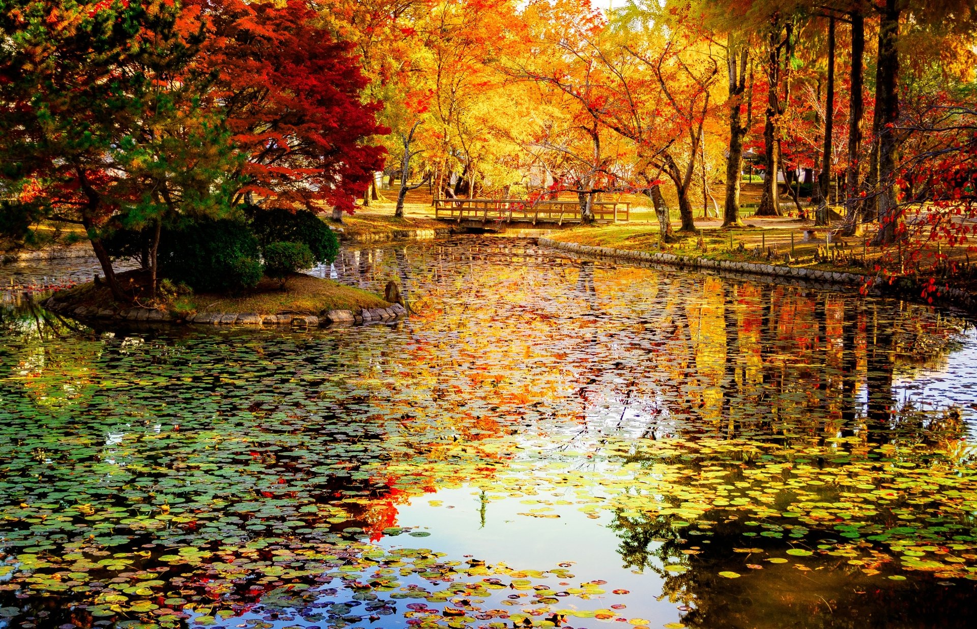 Download Nature Fall Colors Tree Pond Photography Park HD Wallpaper