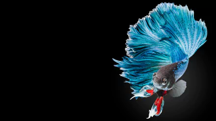 HD desktop wallpaper of a vibrant Siamese fighting fish with flowing blue and red fins against a black background.
