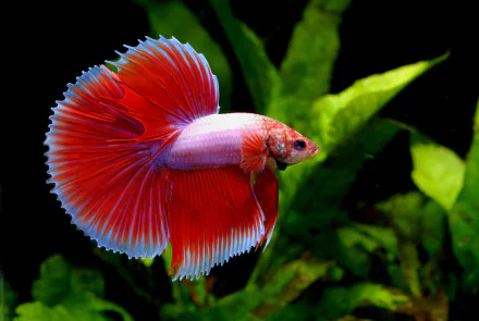 HD desktop wallpaper featuring a striking red Siamese fighting fish (betta) swimming against a background of lush green aquatic plants.