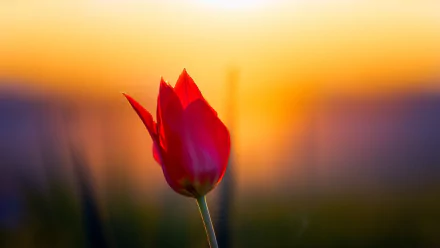 A vibrant red tulip flower stands out against a softly blurred sunset background in this HD PC desktop wallpaper showcasing nature's beauty.