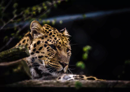 zoo Animal leopard HD Desktop Wallpaper | Background Image