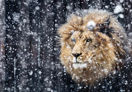 HD desktop wallpaper featuring a majestic lion with a thick mane, framed by falling snowflakes.