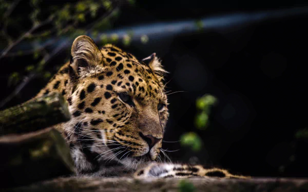 zoo Animal leopard HD Desktop Wallpaper | Background Image