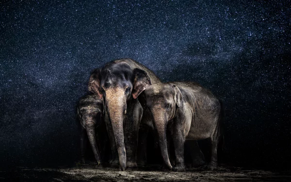 Animal Asian Elephant HD Desktop Wallpaper | Background Image