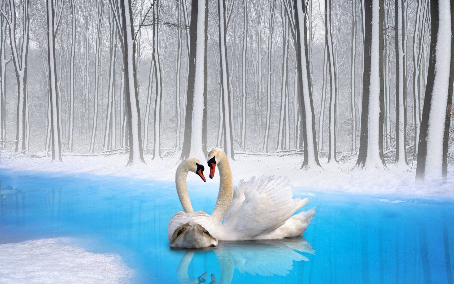 A mute swan glides gracefully on a serene blue river surrounded by snow-covered trees in a peaceful winter landscape, captured in HD quality.
