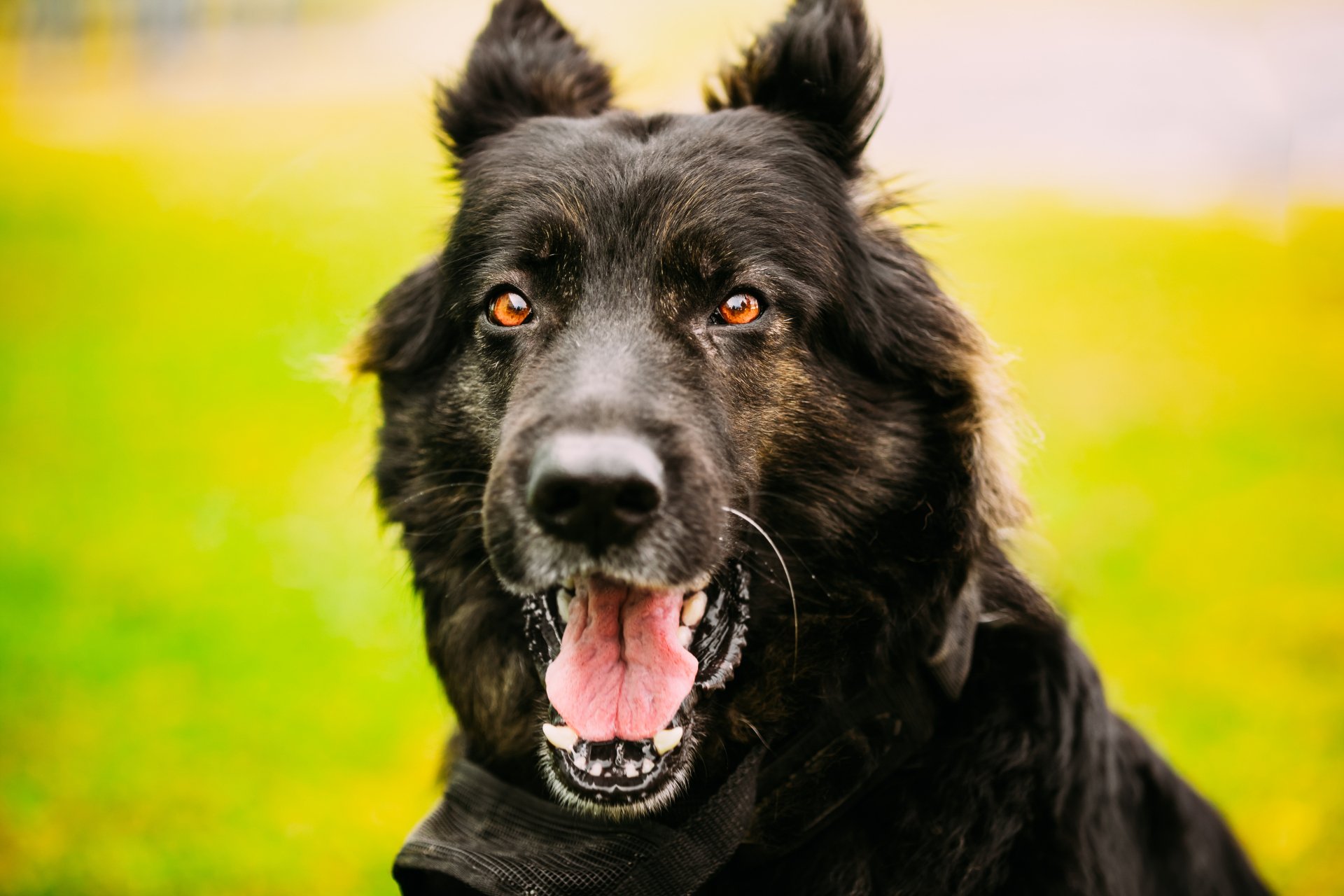 HD desktop wallpaper featuring a close-up of a German Shepherd dog with a muzzle, standing on a lush green background.