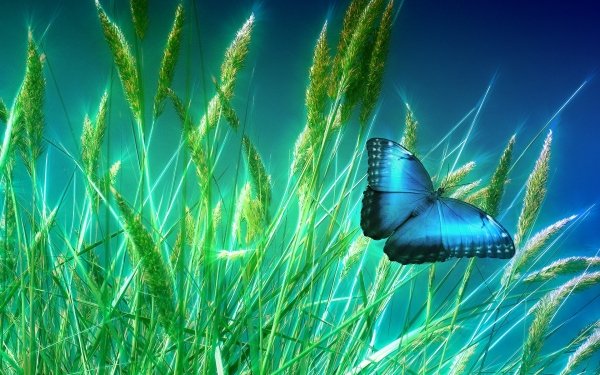 Animal Butterfly Insects Blue Wheat HD Wallpaper | Background Image