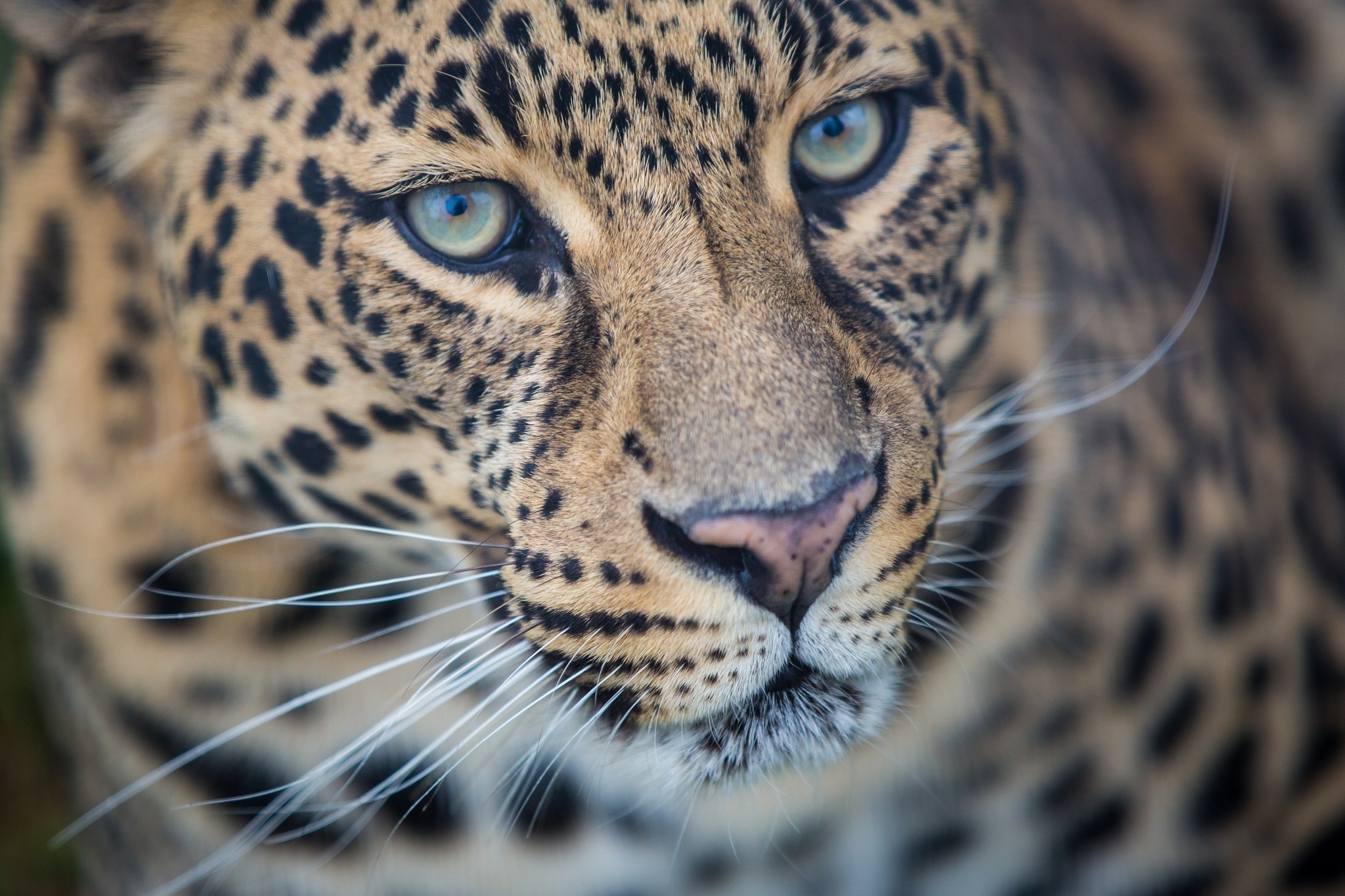 Download Close-up Animal Leopard HD Wallpaper