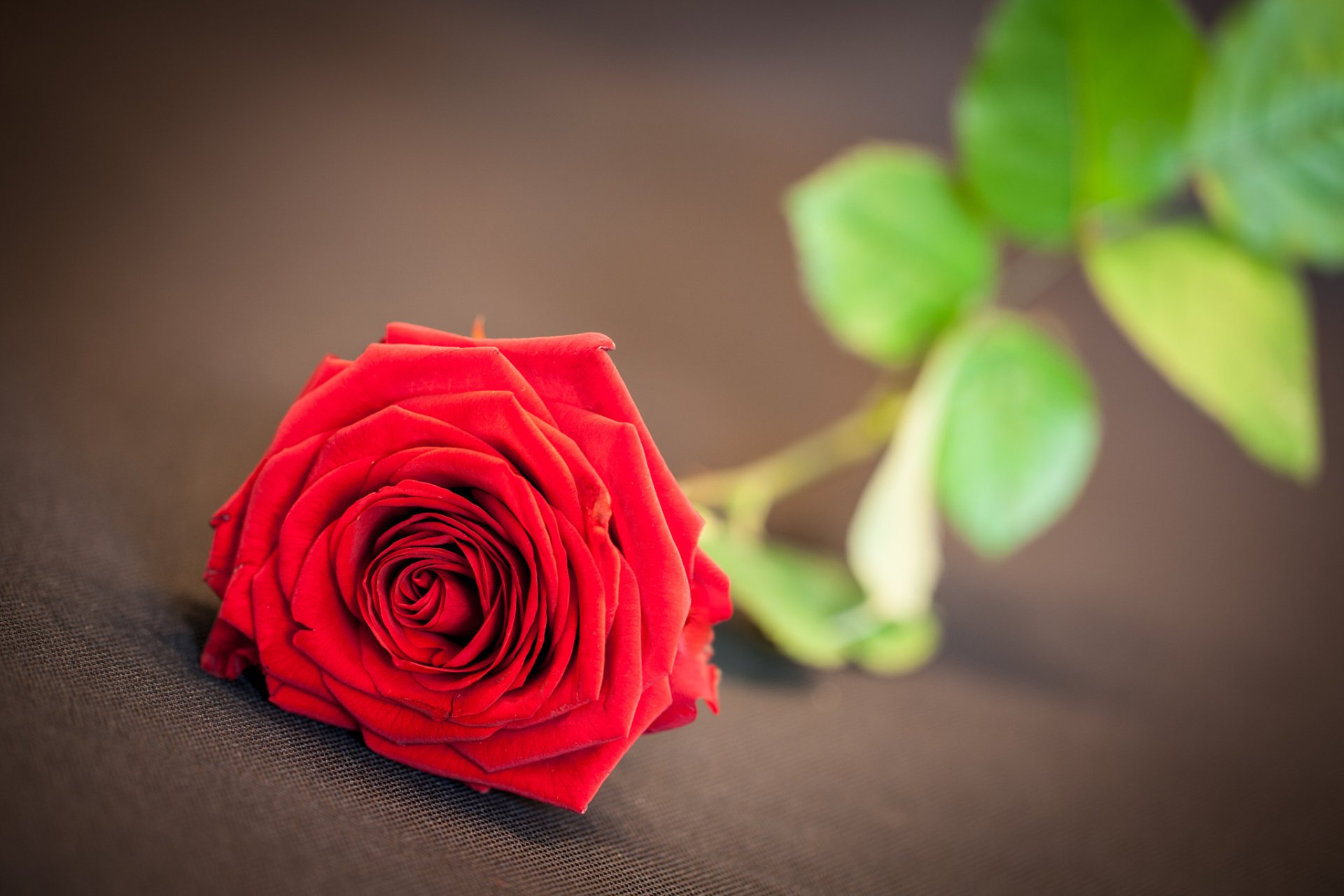 Download Flower Nature Rose HD Wallpaper