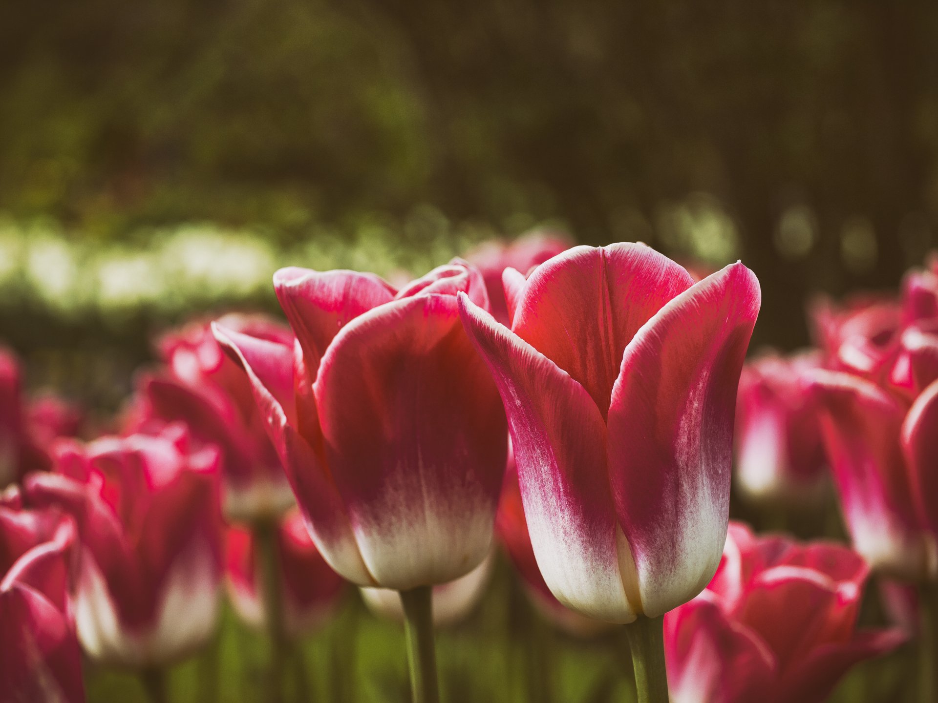 Download Red Flower Flower Nature Tulip HD Wallpaper | 3000x2250 ...