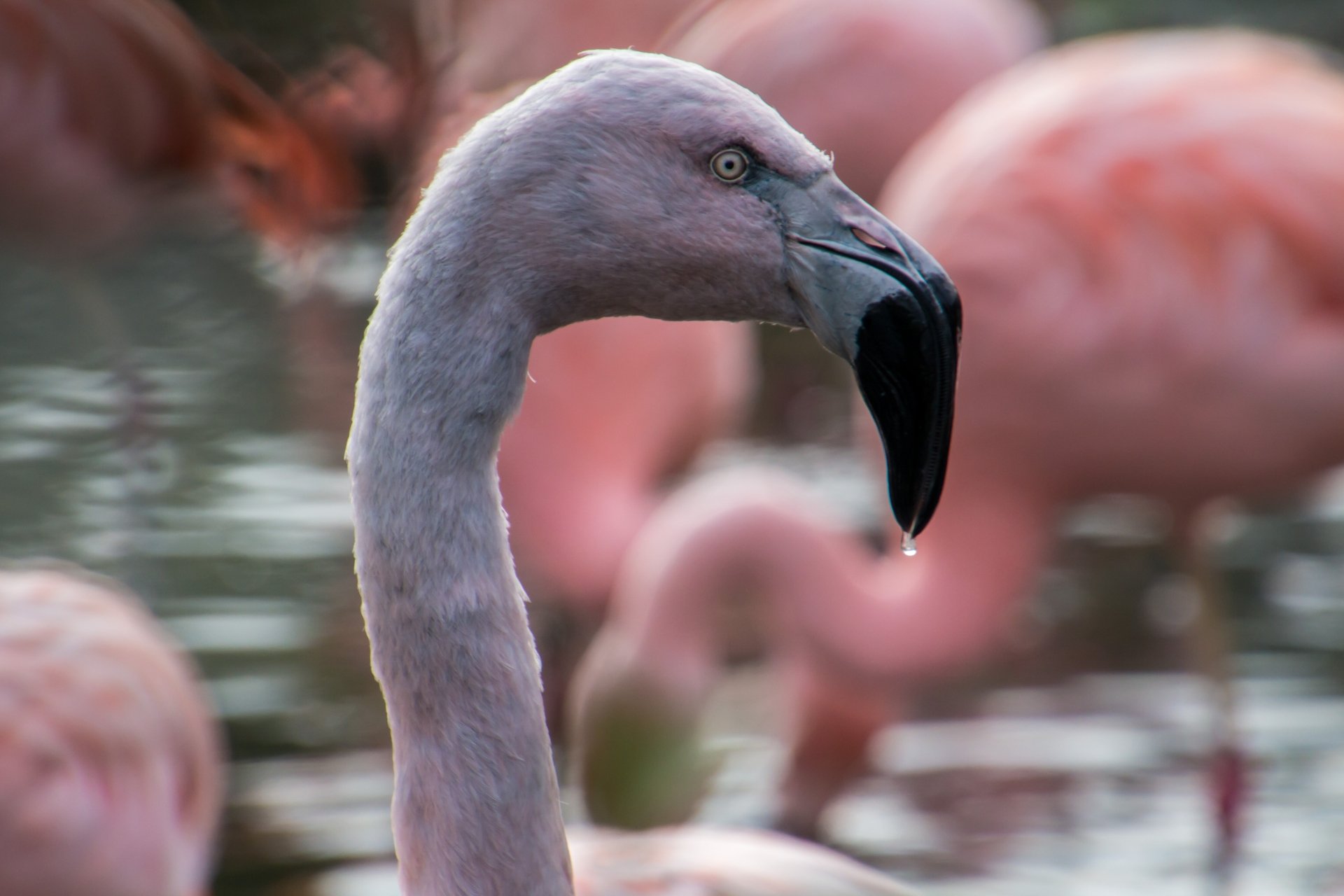 Close-up of a flamingo bird with water droplets on its beak, captured in 4K Ultra HD as a vibrant PC desktop wallpaper and background.