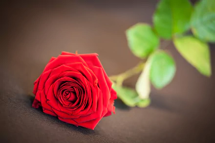 flower nature rose HD Desktop Wallpaper | Background Image