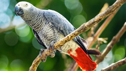 bird parrot Animal African Grey Parrot HD Desktop Wallpaper | Background Image