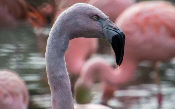 Close-up of a flamingo bird with water droplets on its beak, captured in 4K Ultra HD as a vibrant PC desktop wallpaper and background.