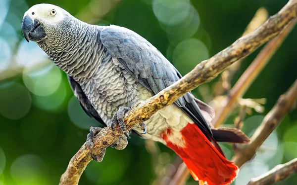 bird parrot Animal African Grey Parrot HD Desktop Wallpaper | Background Image