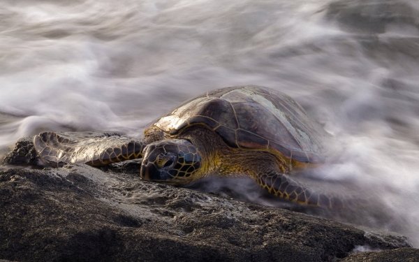 Animal Turtle Turtles Water HD Wallpaper | Background Image