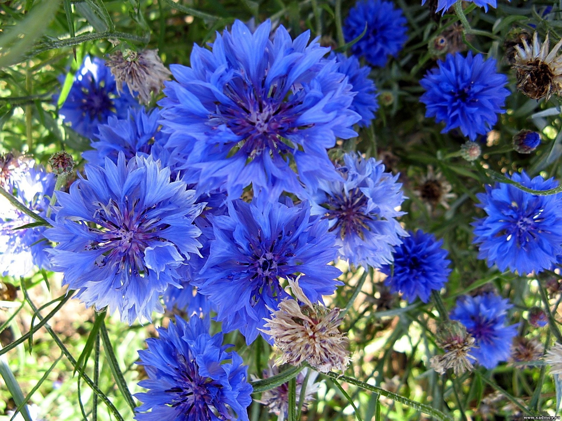 Download Blue Flower Flower Nature Cornflower HD Wallpaper