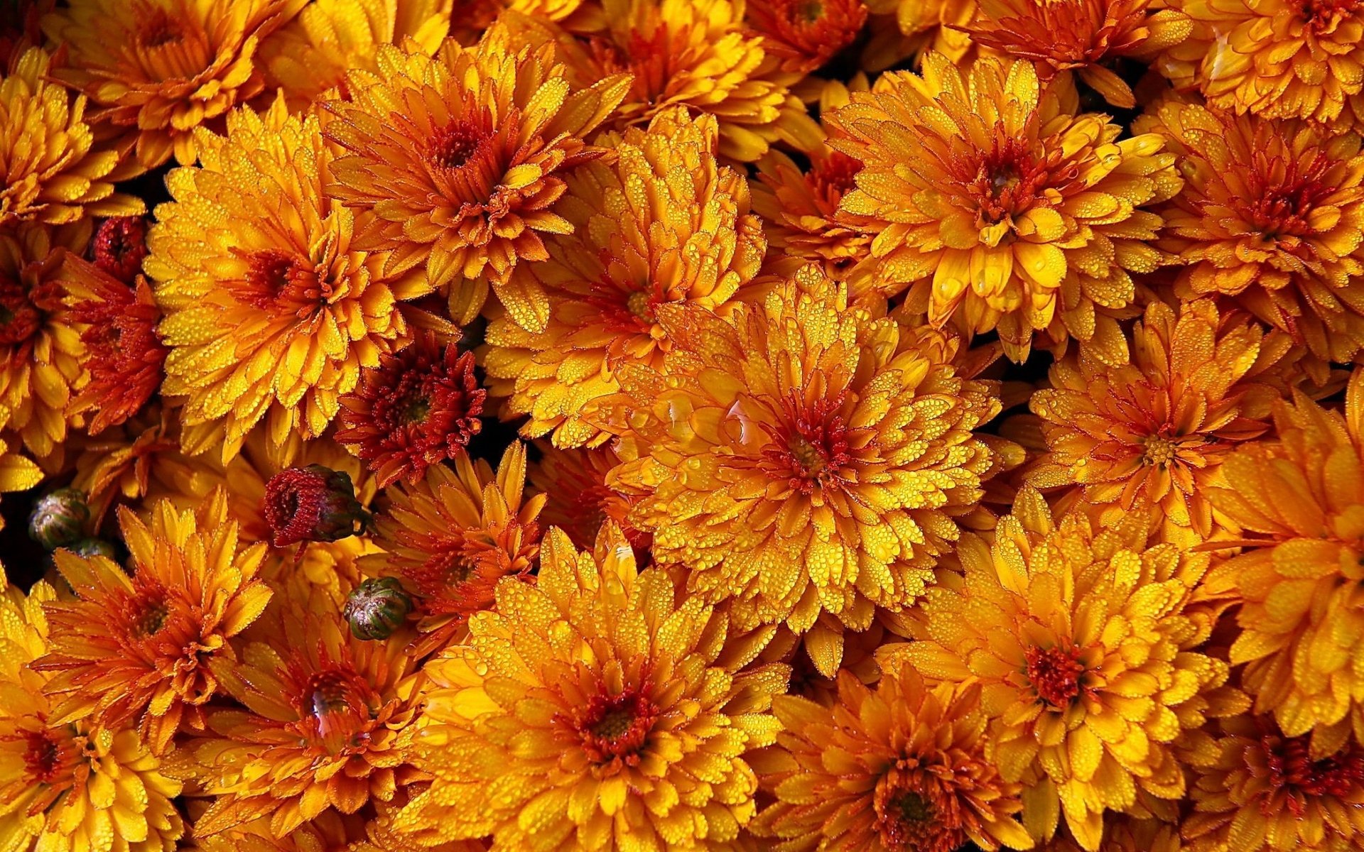 Download Orange Flower Water Drop Flower Nature Chrysanthemum HD Wallpaper