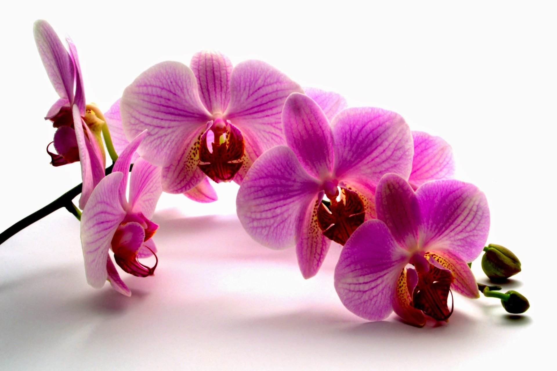 Pink Orchid Bloom — HD Nature Wallpaper