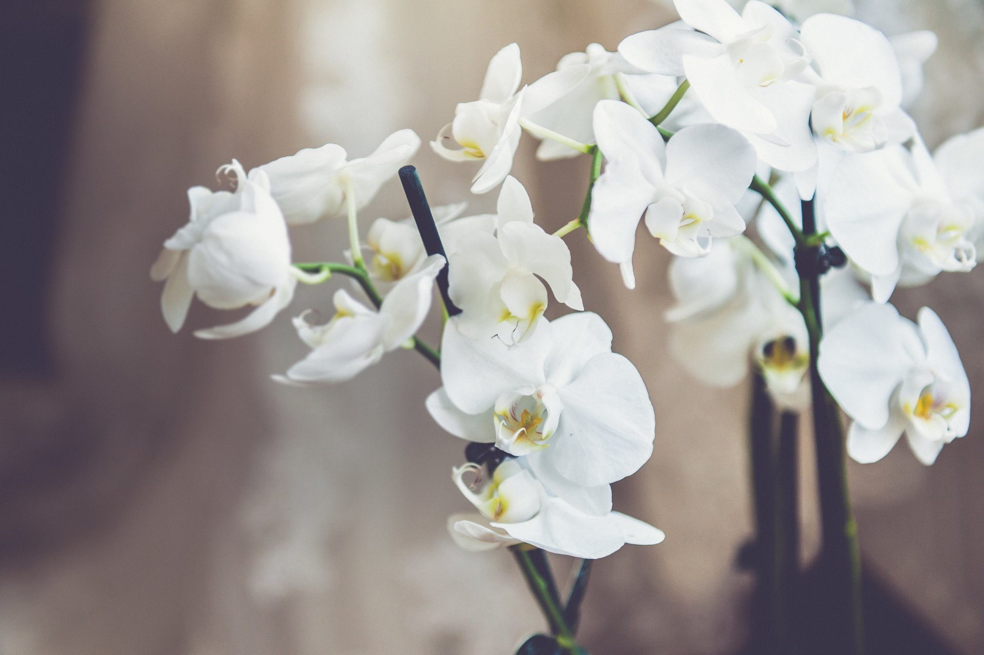 Download White Flower Flower Nature Orchid HD Wallpaper