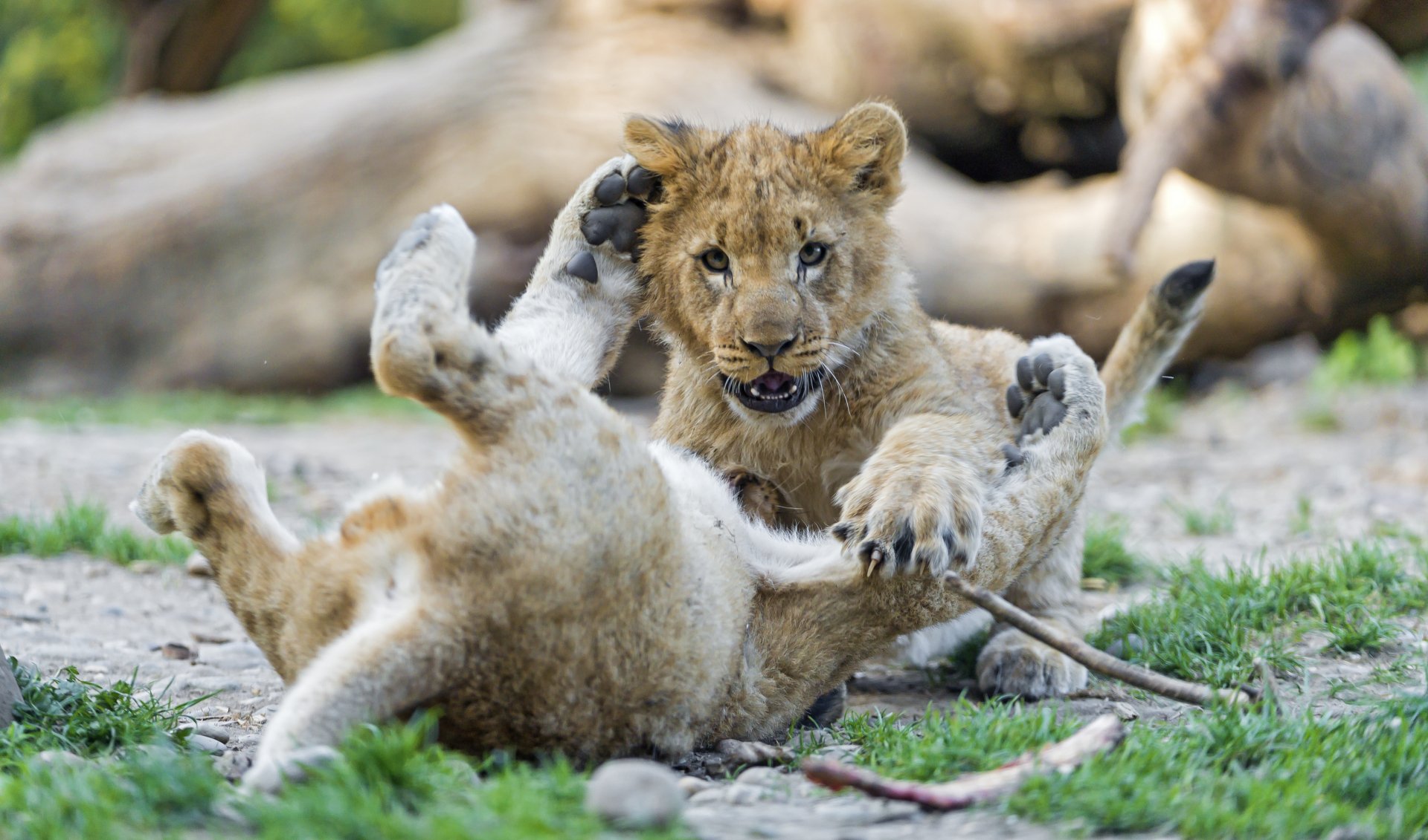 Two lion cubs playfully wrestling on grass, with one cub lying on its back. HD desktop wallpaper and background.