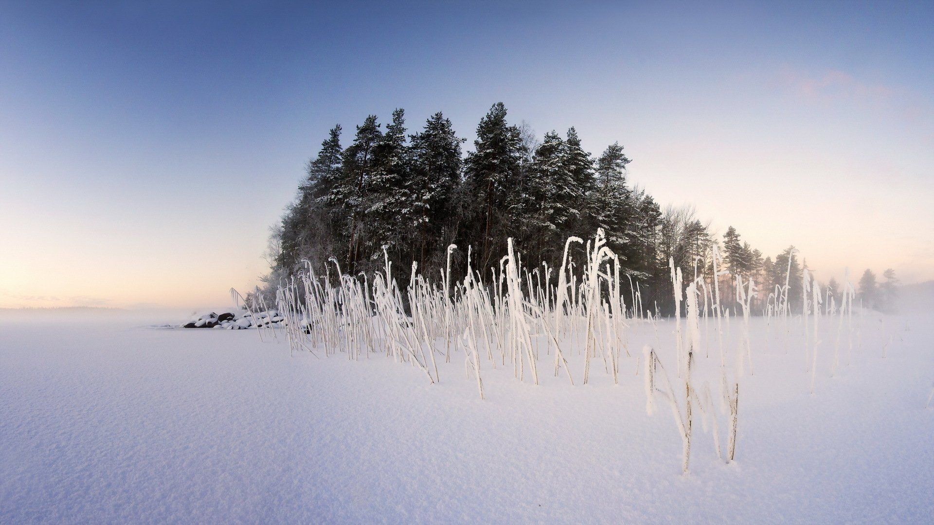 HD PC desktop wallpaper of a serene winter landscape with snow-covered pine trees and frosted tall grasses under a clear, pale sky.