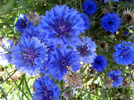  Cornflowers