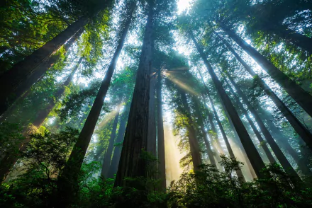 HD desktop wallpaper showcasing towering forest treetops with sunlight streaming through, highlighting the lush nature and vibrant sunbeams in a serene woodland setting.
