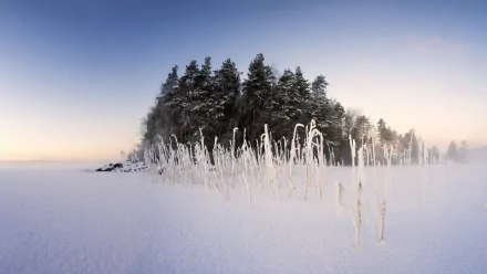HD PC desktop wallpaper of a serene winter landscape with snow-covered pine trees and frosted tall grasses under a clear, pale sky.
