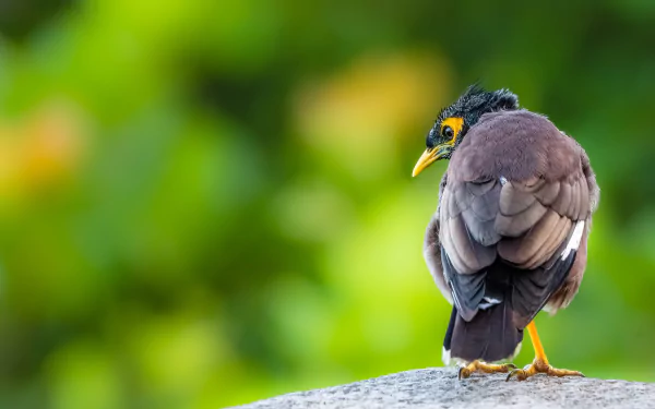 macro blur bird common myna Animal myna HD Desktop Wallpaper | Background Image