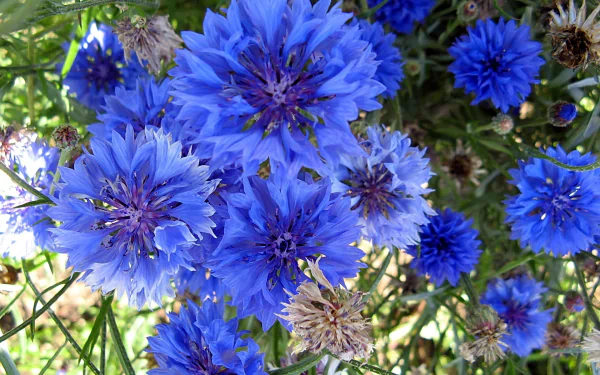  Cornflowers