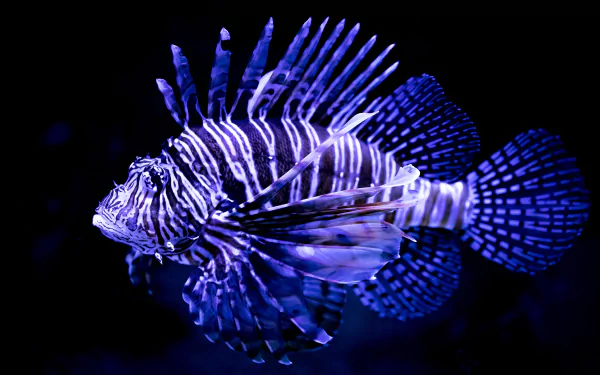 blue fish Animal lionfish HD Desktop Wallpaper | Background Image