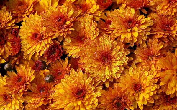 Nature Chrysanthemum Flowers Flower Water Drop Orange Flower HD Wallpaper | Background Image